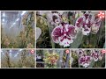Обзор орхидей в магазине Флорэвиль город Москва 05.12.21