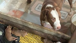 Đàn Pitbull Pi Con 7 Ngày Tuổi