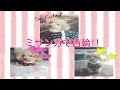 【愛犬に】ミサンガを使った首輪の作り方