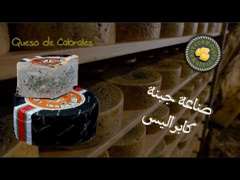 تعتيق جبنة كابراليس في الكهوف الطبيعية منذ مئات السنين    كيفية صنع الجبنة