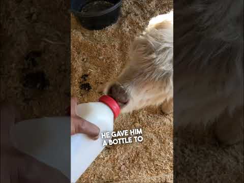 Video: Skupina psov za reševanje pozdravlja mini kravo za paket