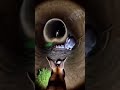 A Tiny Camera on a Rabbit… What It Found Is Insane