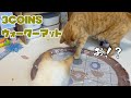 赤ちゃん用に買った"スリコのマット"に猫の興味が止まらない可愛い動画