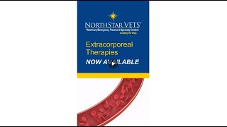 Extracorporeal Therapies (ECT) at NorthStar VETS by NorthStar VETS 70 views 2 months ago 1 minute, 9 seconds