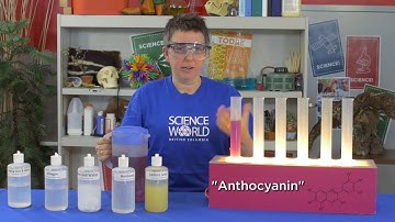 Using Purple Cabbage to do some Chemistry!