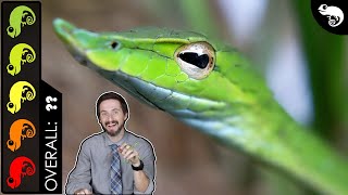 Asian Vine Snake, The Best Pet Snake?