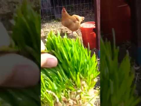 Feeding my chickens