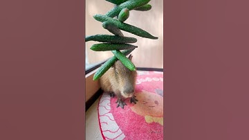 Capybara đội chồng Dưa chuột cao ngất! Kỹ năng giữ thăng bằng đỉnh thật