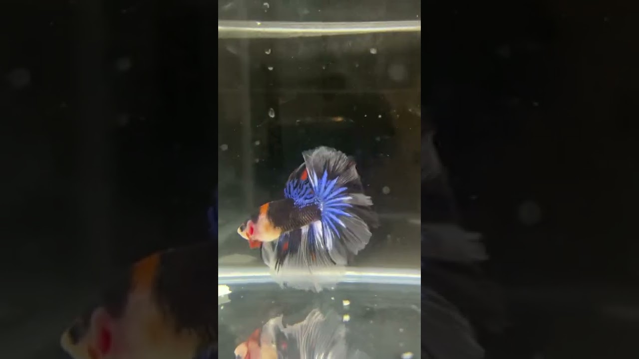 Check this out 😍 Betta Half Moon Fancy Galaxy ❤️🐠