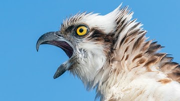 Amazing Osprey Footage in 4K ULTRA HD - 1 Hour of Cinematic Wildlife Relaxation Film