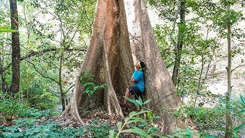 Xem để biết như thế nào là cây Kơ Nia