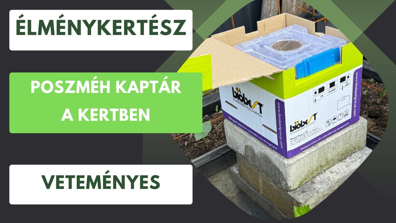 Megérkeztek a poszméhek a kertbe! Kaptár telepítés🐝