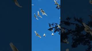 Hard life of City's parrots by Lucy Ivans Homestead 26 views 13 days ago 1 minute, 42 seconds