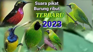 SUARA PIKAT BURUNG RIBUT TERBARU 2023...Sikat semua burung hutan