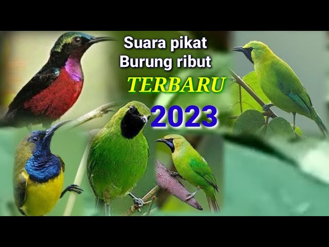 SUARA PIKAT BURUNG RIBUT TERBARU 2023...Sikat semua burung hutan class=