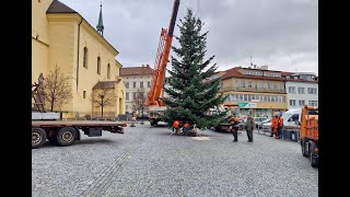 Příbramské náměstí už zdobí vánoční strom, vyrostl v Pičíně