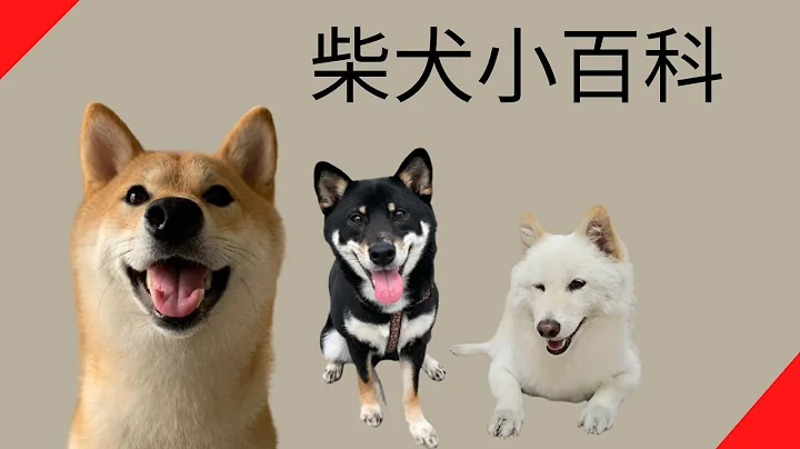 柴犬小百科【品种动物系列】 - 天天要闻