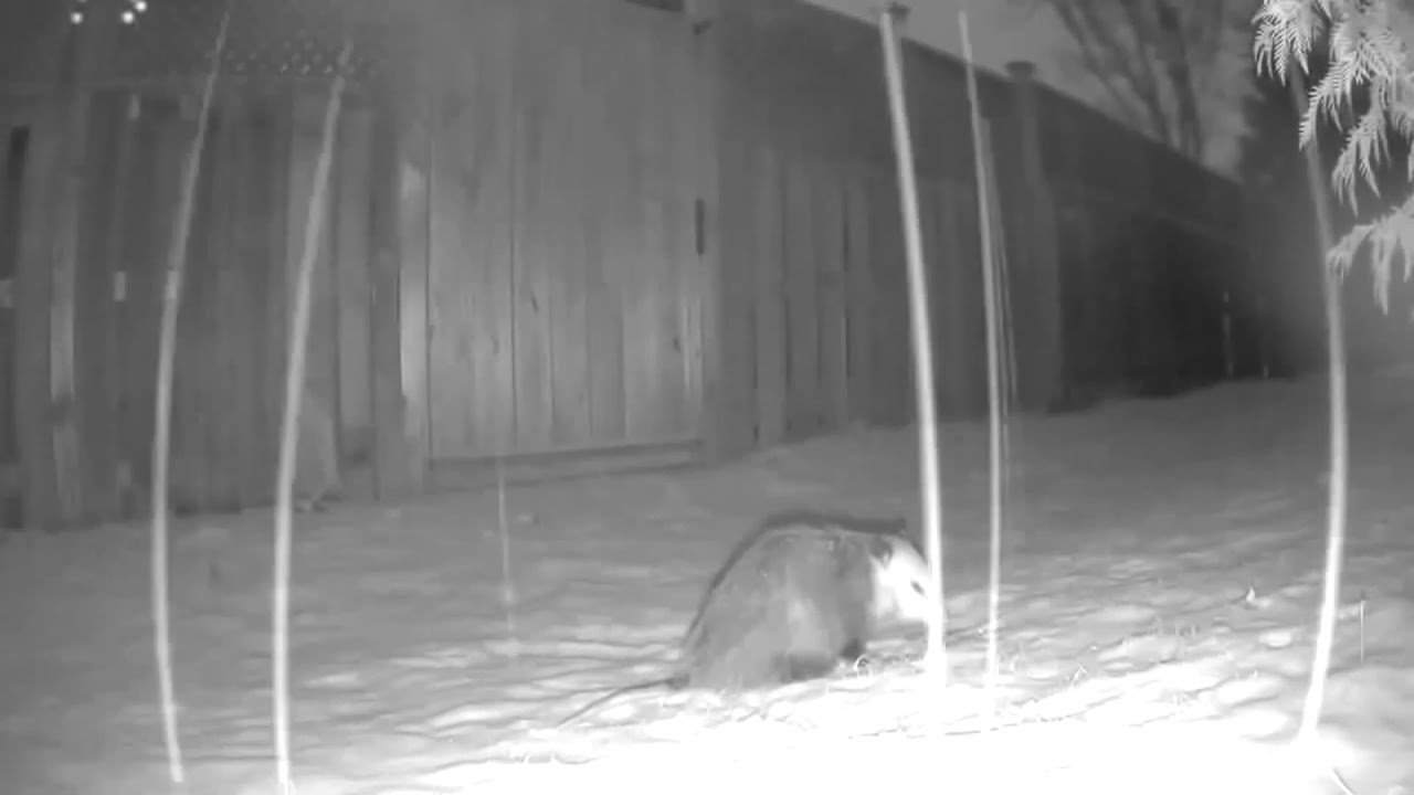 Opossum Rosa eating grapes on a snowy night