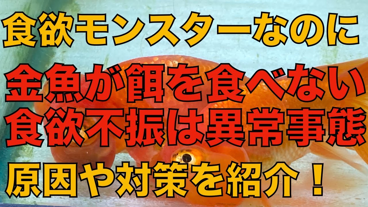 金魚 が 餌 を 食べ ない