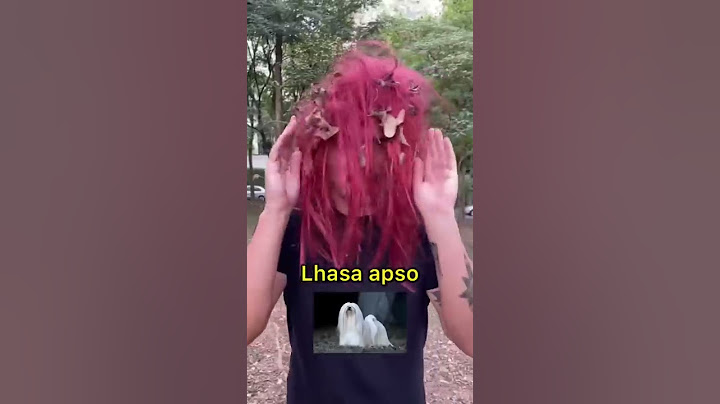 RAÇAS DE CÃES NO PARQUE