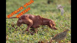 QUAIL HUNTING WITH NET AND DOG | VERY STYLISH POINTER BITCH BELLA & RETTA  @ExplorePotohar