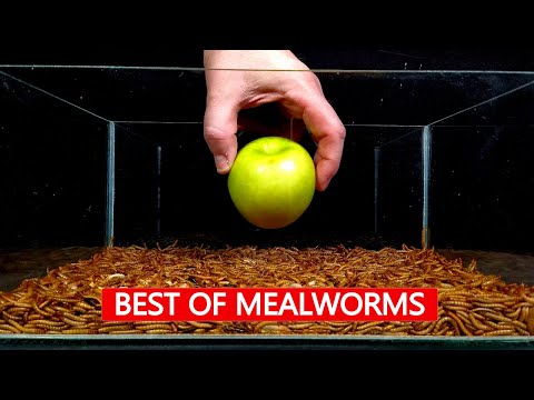 Mealworms Eating Banana #greentimelapse #gtl #timelapse