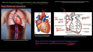 Grade 10 Life Sciences Human Transport System Part 2 External Heart Structure