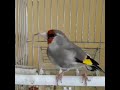 Щегол седоголовый (Goldfinch grey-headed)