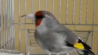 Щегол седоголовый (Goldfinch grey-headed)