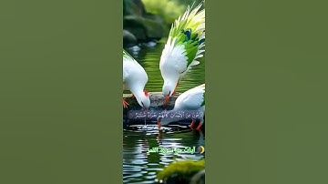 آيات من الذكر الحكيم بصوت عذب.