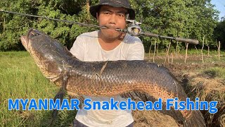 Myanmar Snakehead Fishing