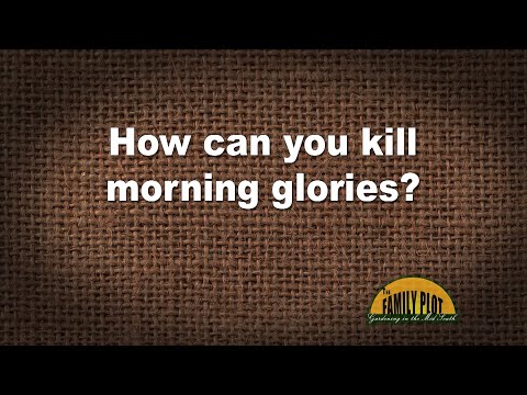 تصویری: مشکلات Morning Glory - بیماری های رایج در Morning Glory Vines