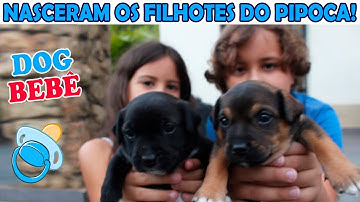 NASCERAM OS FILHOTES DO PIPOCA - nossos cachorrinhos bebês ♥