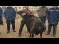 Вставка "Гисар"город Ош!Кыргызстан.farmer Kyrgyzstan