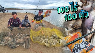 100 ไร่ 100 ตัว!! ปลานิลบุฟเฟ่ต์กับโทรฟีปลาสวาย! Tilapia Fishing Buffet!