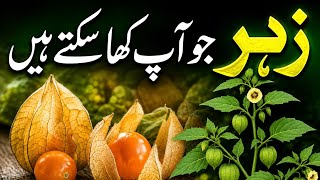 Sun Berry - Physalis minima | Hyran Kun Faidy #informative #plants #berry