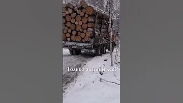 ЗИМНИЙ ИЛИ ЛЕТНИЙ ЛЕС для СРУБА? #shorts #сруб #лес