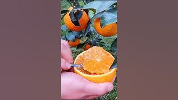 How To Carving Orange 🍊| Fresh Fruit Cutting In My Farm