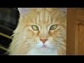 5 REASONS FOR OWNING A MAINE COON CAT