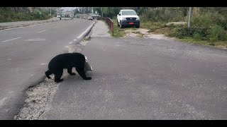 Bear Got Stuck In the Can || Bear in Thimphu City || Thimphu Bhutan|| Bear in Town || Bear Rescued