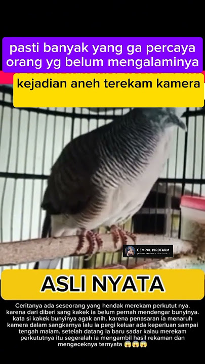 Apa yang anda lakukan jika mempunyai burung perkutut yang bisa berubah jadi ular #penggemarberat