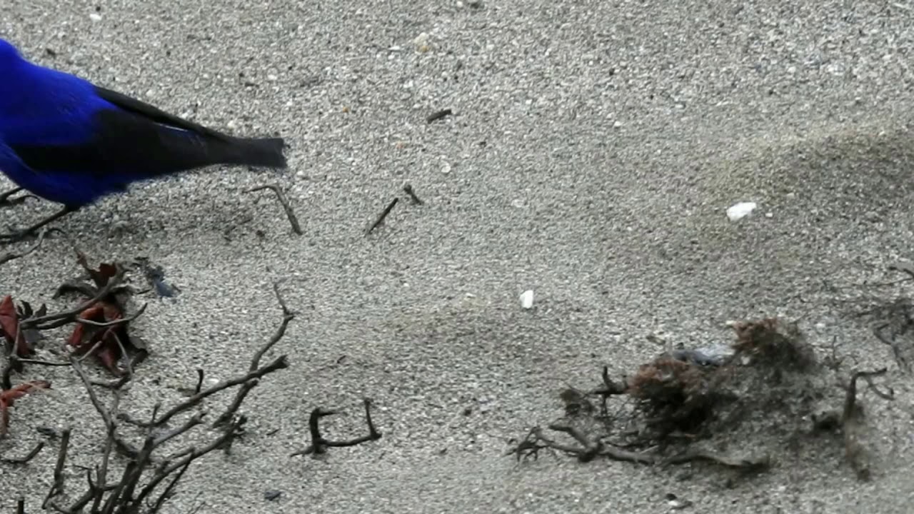 Grandala (Grandala coelicolor) - Foraging