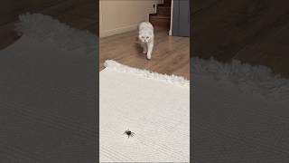 Milo Fake Spider Prank On Nova
