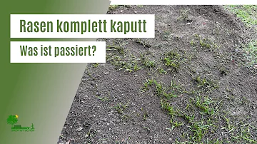 Was macht Rasen kaputt?