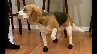 Cute beagle doesn't like wearing snow boots