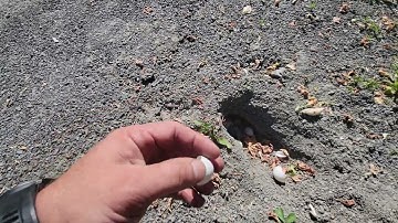 Snapping Turtle Nest and Eggs!