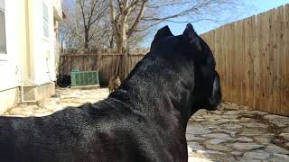 Cane Corso protecting his owner Resimi