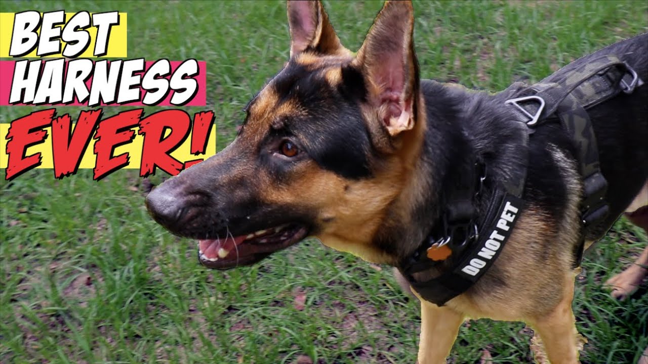 k9 military harness