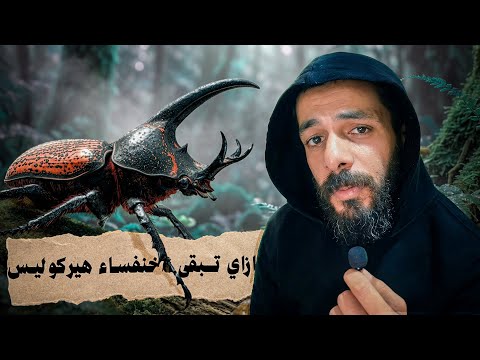 الحياة من وجهة نظر خنفساء هرقل