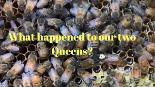 Two queens in same hive box - superseded or swarmed?